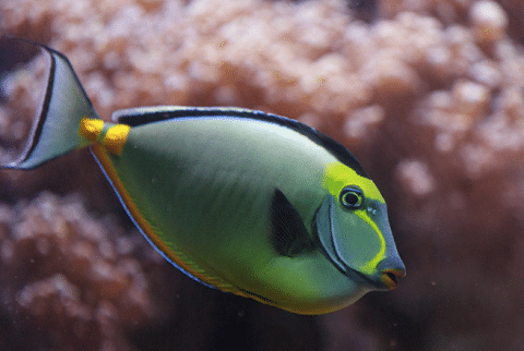Naso Tang in Reef Tank
