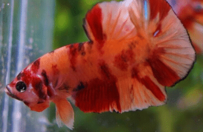 Nemo Koi Betta