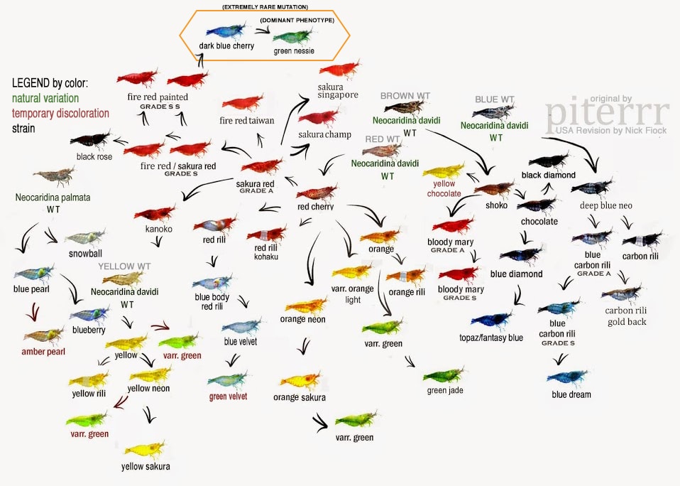 Neocaridina Davidi Family Tree History