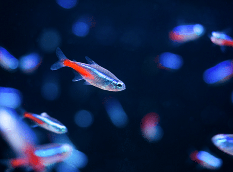 Neon Tetra