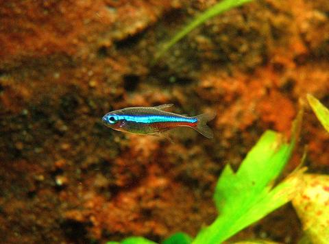 Neon Tetra