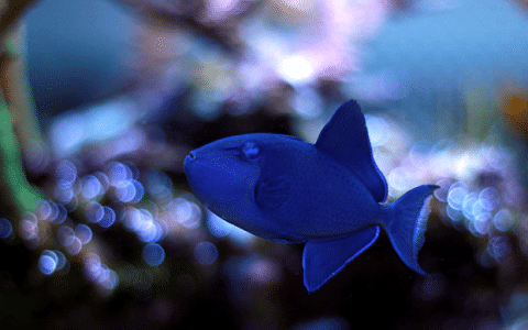 Niger Triggerfish in Reef Tank