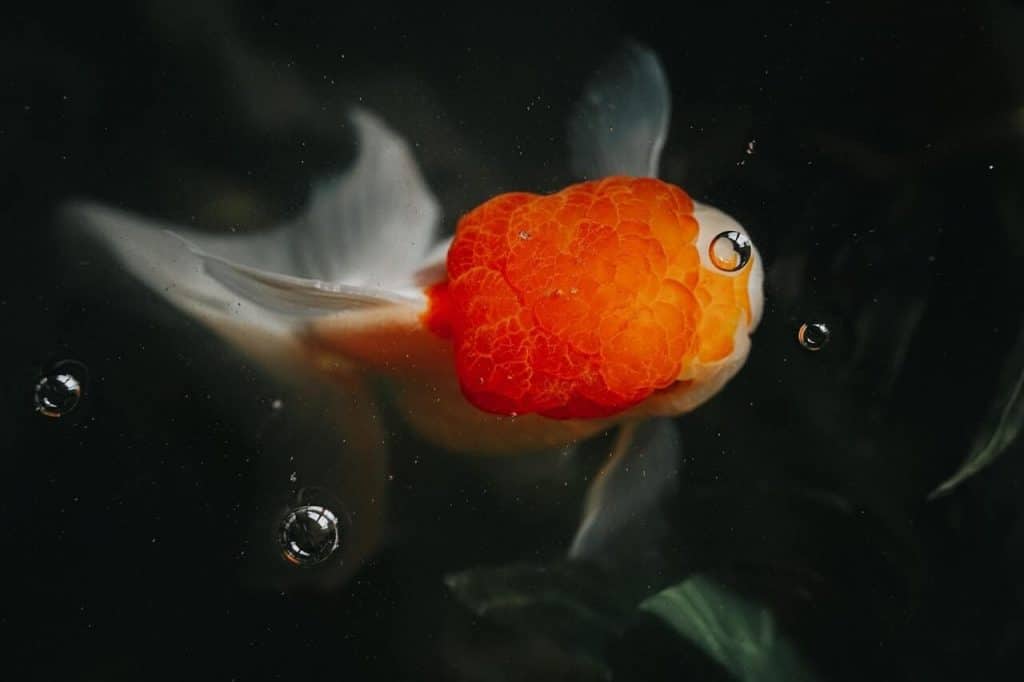 Oranda Goldfish Close Up