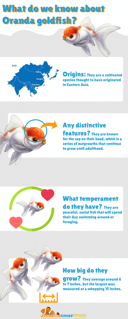 Oranda Goldfish Infographic