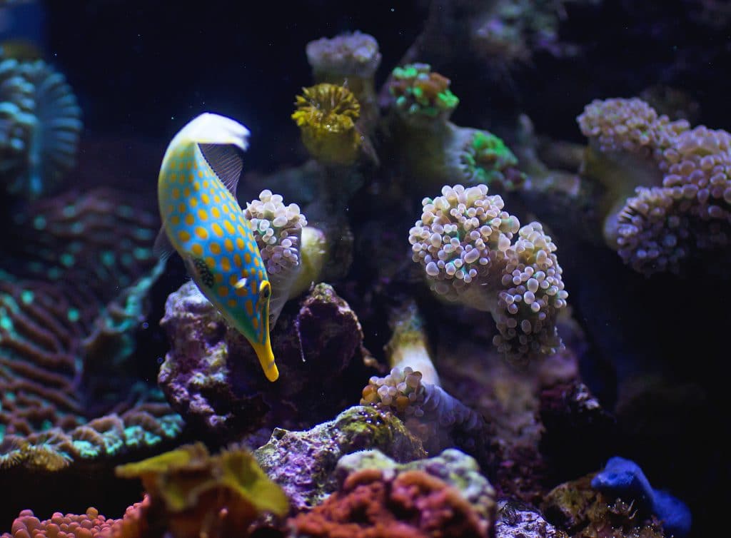 Orange Spotted Filefish
