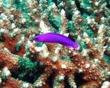 Orchid Dottyback
