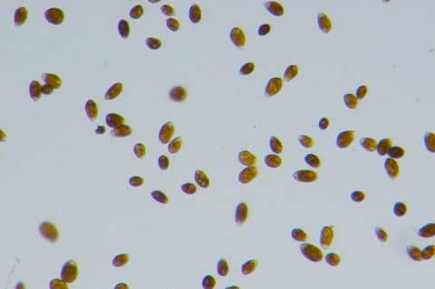 Ostreopsis Dinoflagellate