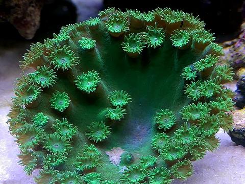 Pagoda Cup Coral