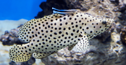 Panther Grouper with Cleaner Wrasse