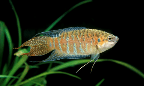 Paradise Fish in Aquarium