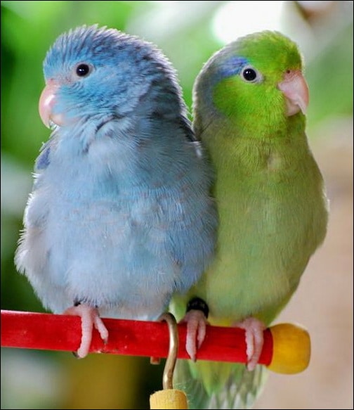 Parrotlet
