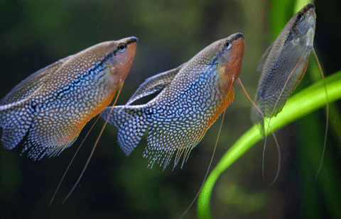 Pearl Gourami Fish