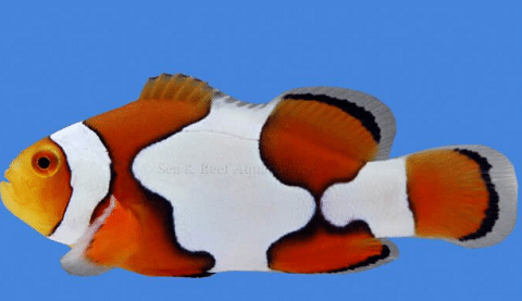 Picasso Clownfish