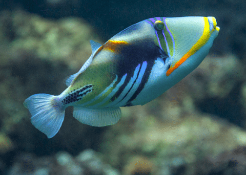 Picasso Triggerfish in Reef Tank