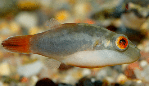 Pignose Puffer Fish