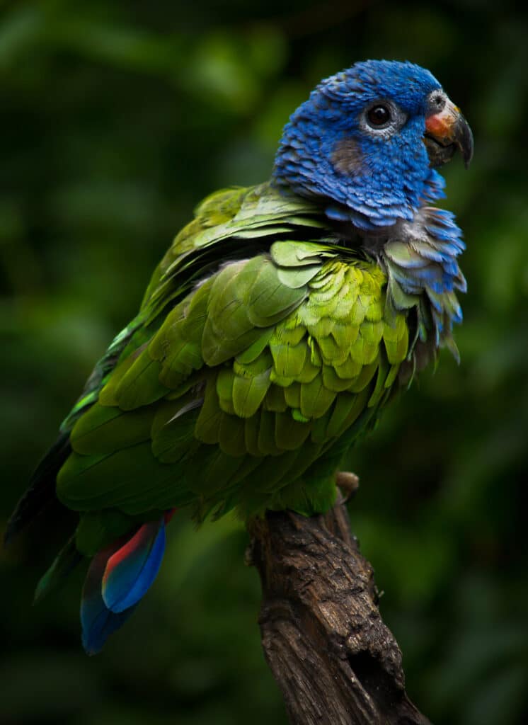 Pionus Parrot
