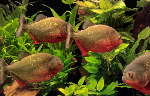 Piranhas In Aquarium