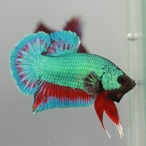 Plakat Betta Fish
