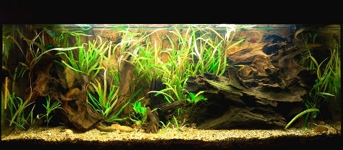 Planted Tank With Inert Substrate