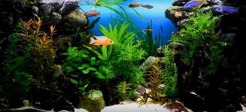 Planted Cichlid Tank