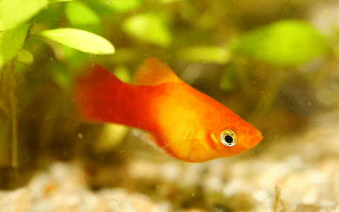 Platies in Aquarium