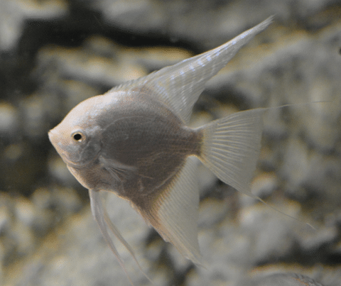 Platinum Angelfish