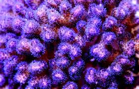 Pocillopora