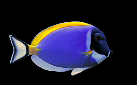 Powder Blue Tang In Aquarium