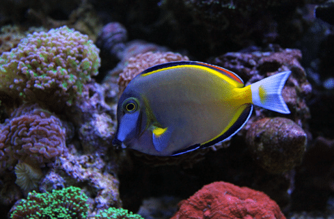 Powder Brown Tang in Reef Tank
