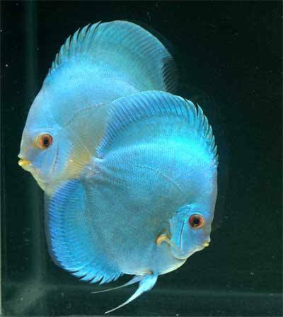 Powder Blue Discus