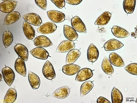 Prorocentrum Dinoflagellates