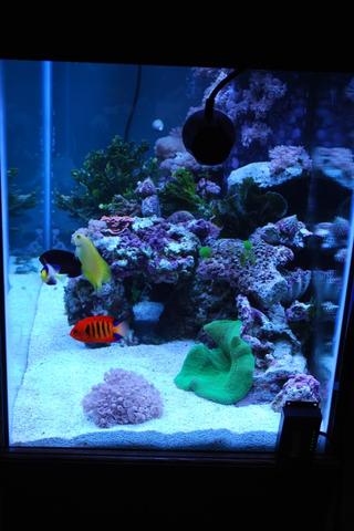 Pulsing Xenia Before