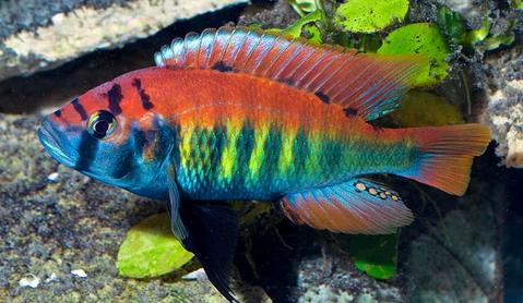 Lake Victoria Cichlid