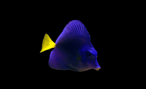 Purple Tang in Aquarium
