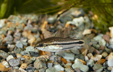 Pygmy Cory