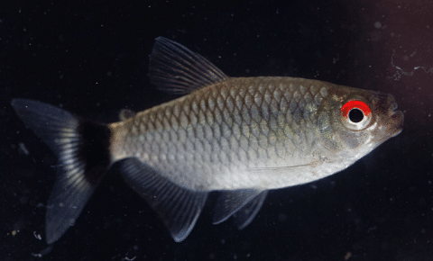 Red Eye Tetra