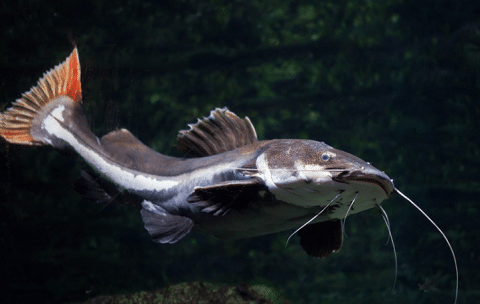 Red Tailed Catfish