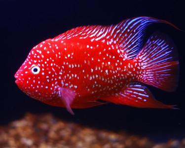 Texas Red Cichlid