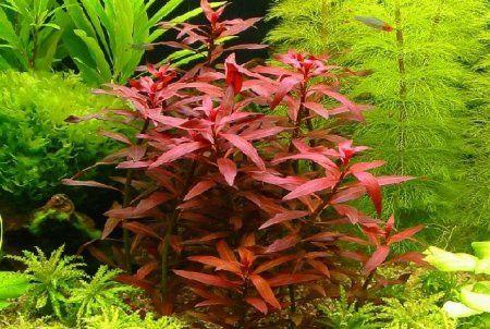 Red Aquarium Plant