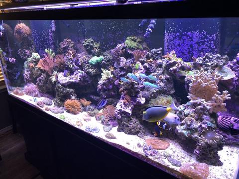 Reef Tank Running IC Pros