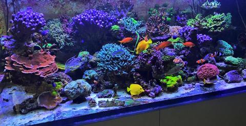 Pretty Aquarium