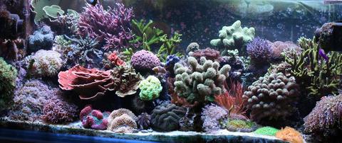 Saltwater Aquarium
