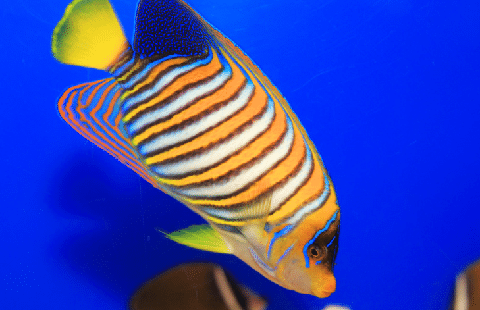 Regal Angelfish in Aquarium