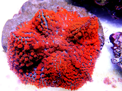 Rhodactis Mushroom Coral