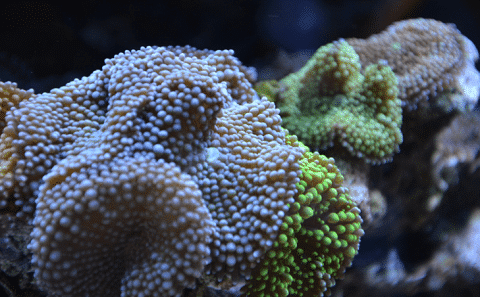 Ricordea Mushroom Coral