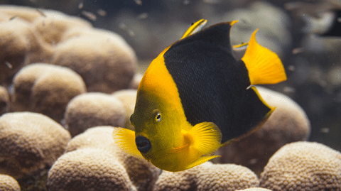 Rock Beauty Angelfish in Aquarium