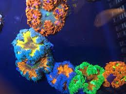 Rock Flower Anemones