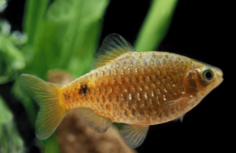 Rosy Barb in Planted Tank