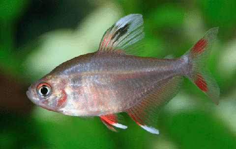 Rosy Tetra in Aquarium