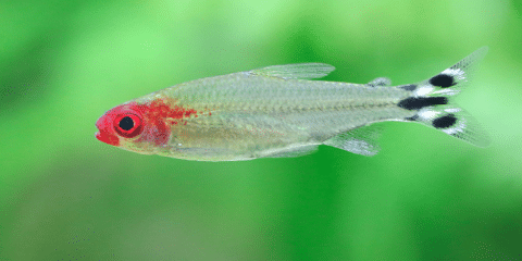 Rummy Nose Tetra
